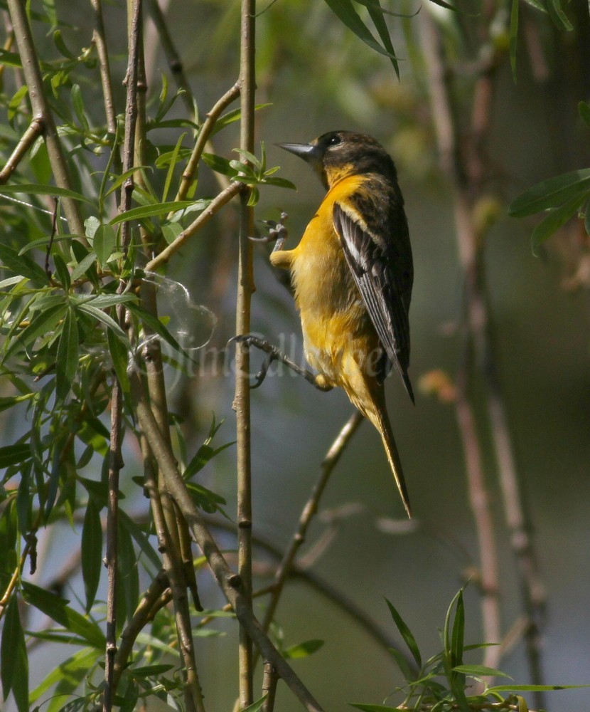 Baltimore Oriole what appears to be putting the first string around the possible start of a nest