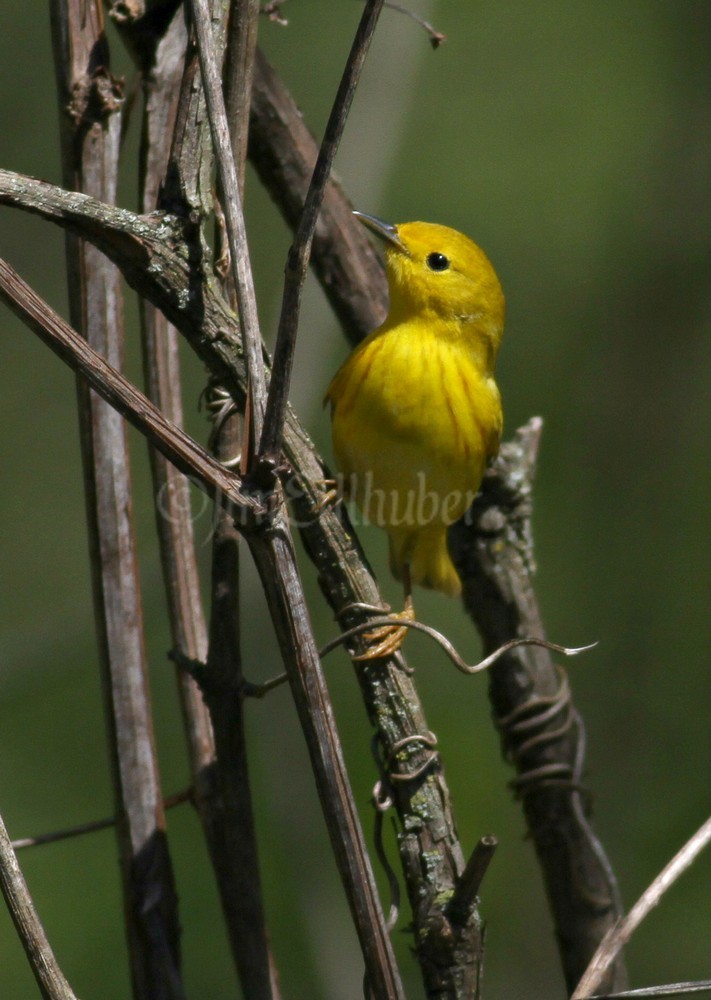 Yellow Warbler