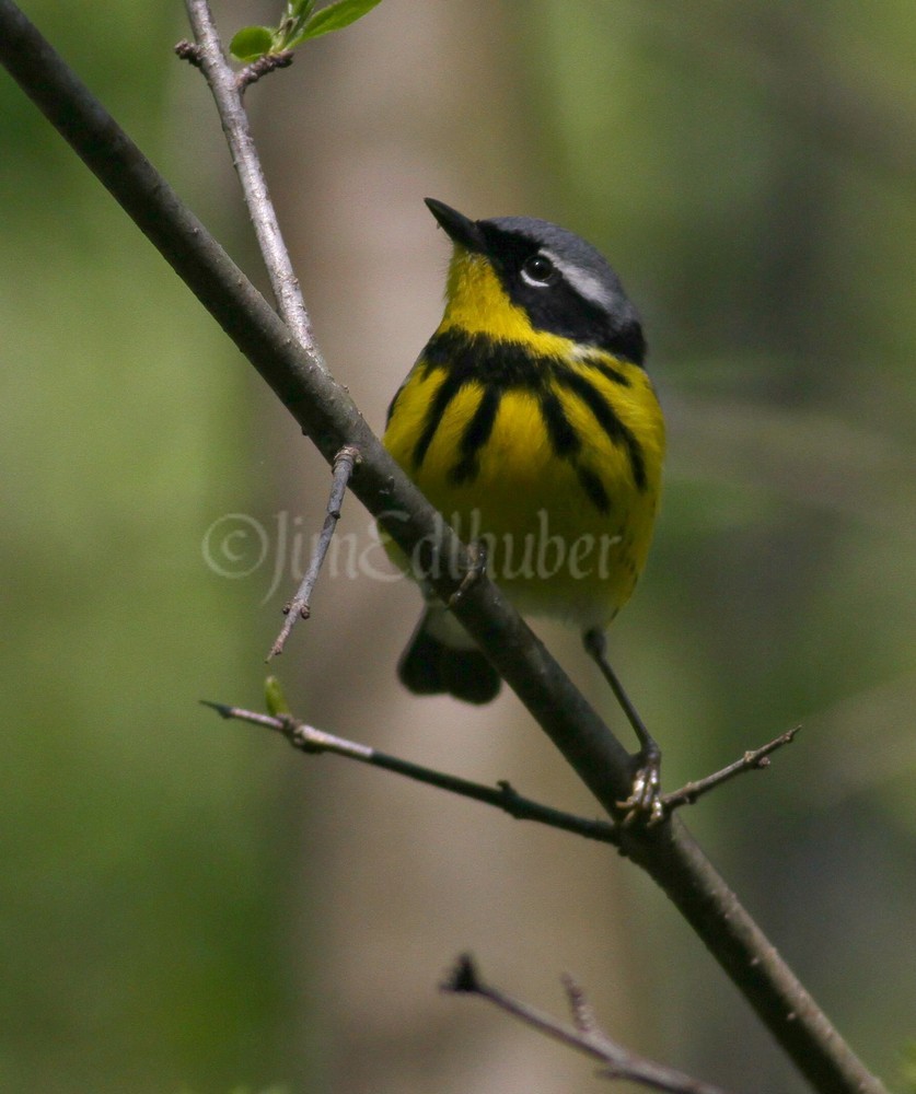 Magnolia Warbler