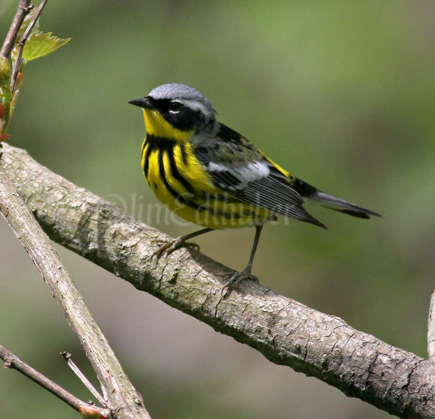 Magnolia Warbler