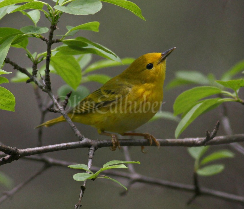 Yellow Warbler