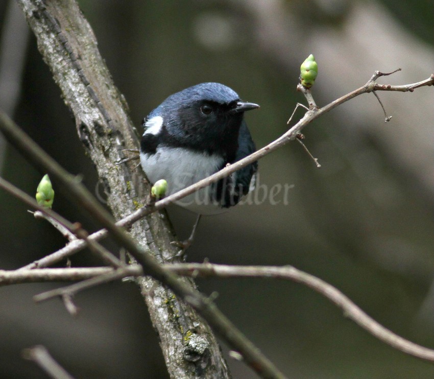 Black-throated Blue