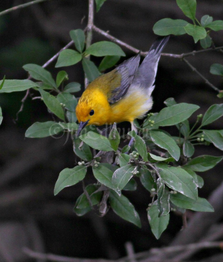 Prothonotary Warbler