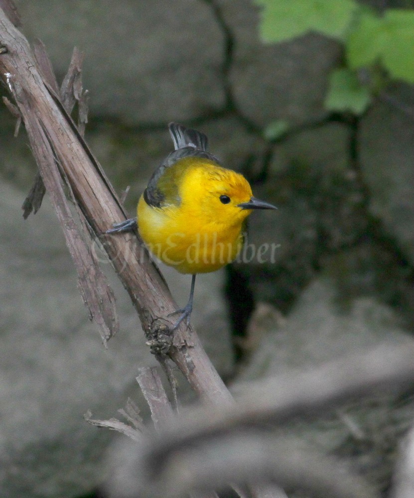 Prothonotary Warbler