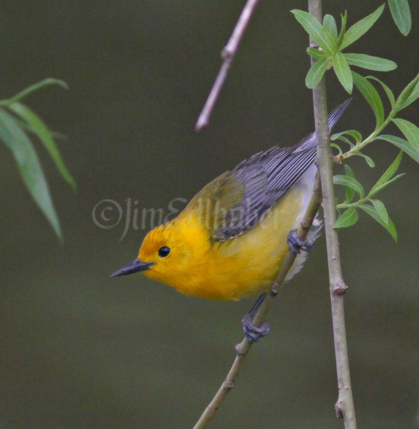 Prothonotary Warbler