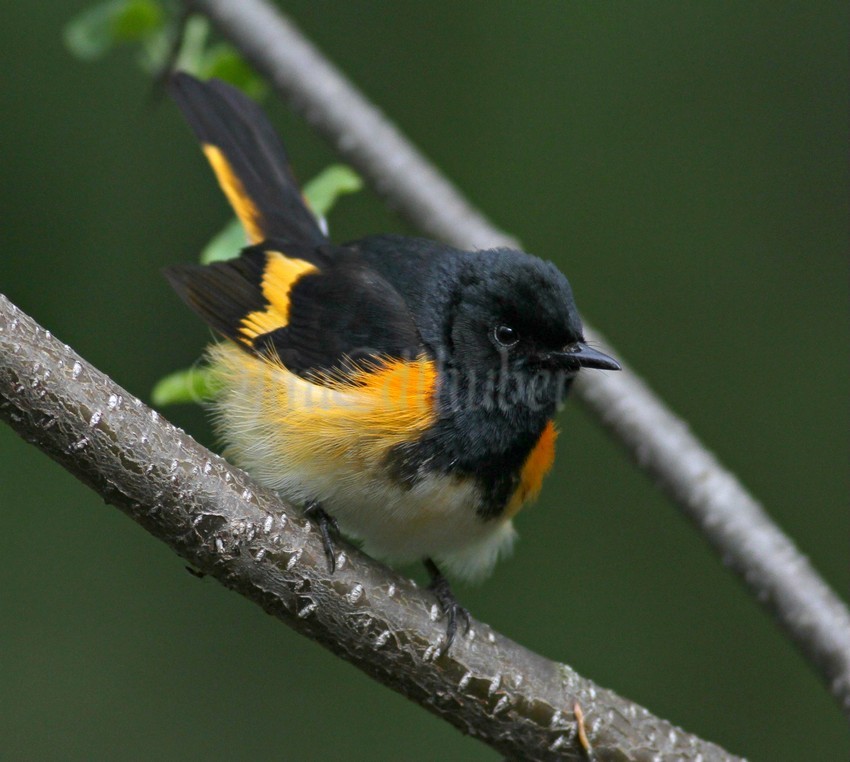 American Redstart, male