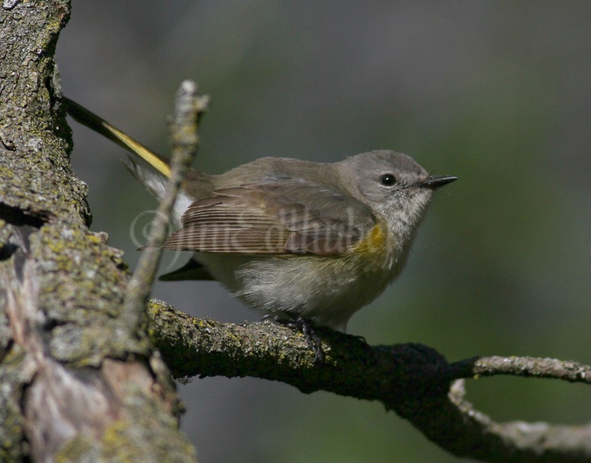 American Redstart, female