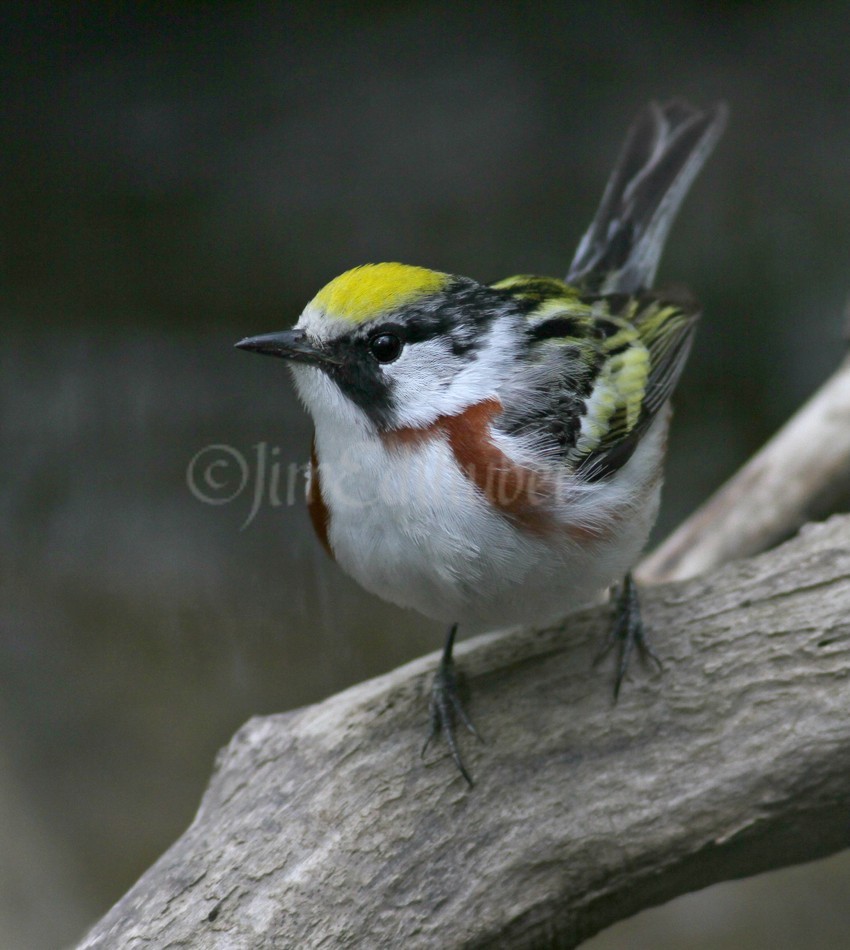 Chestnut-sided Warbler, female