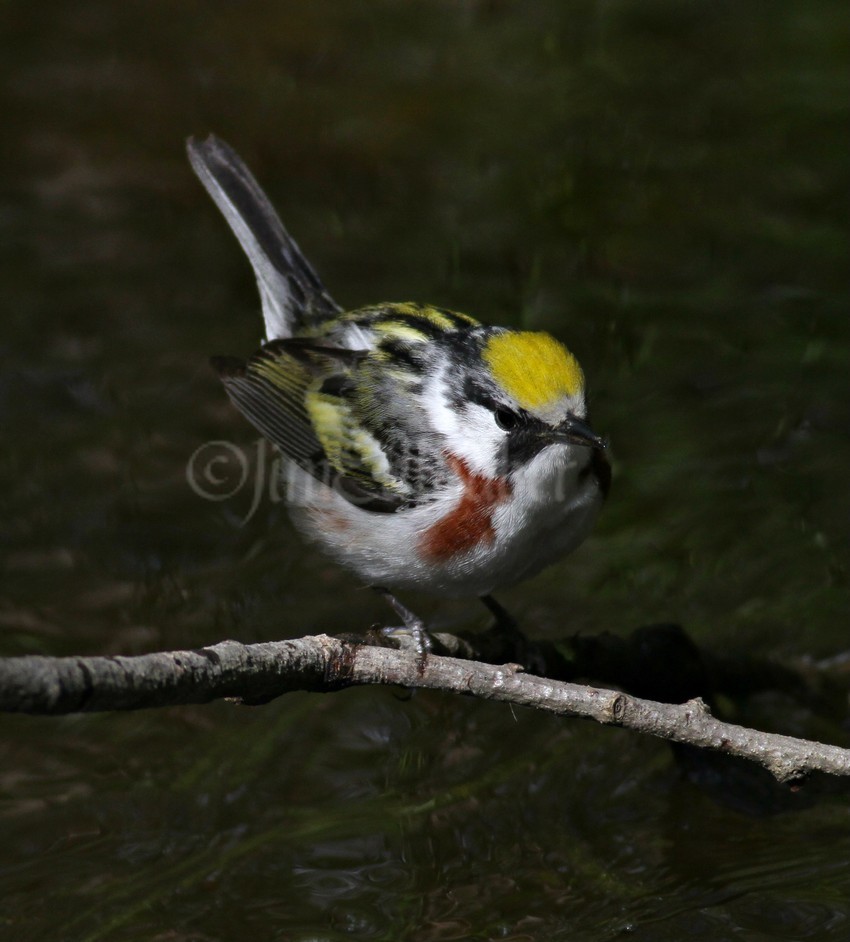 Chestnut-sided Warbler, female