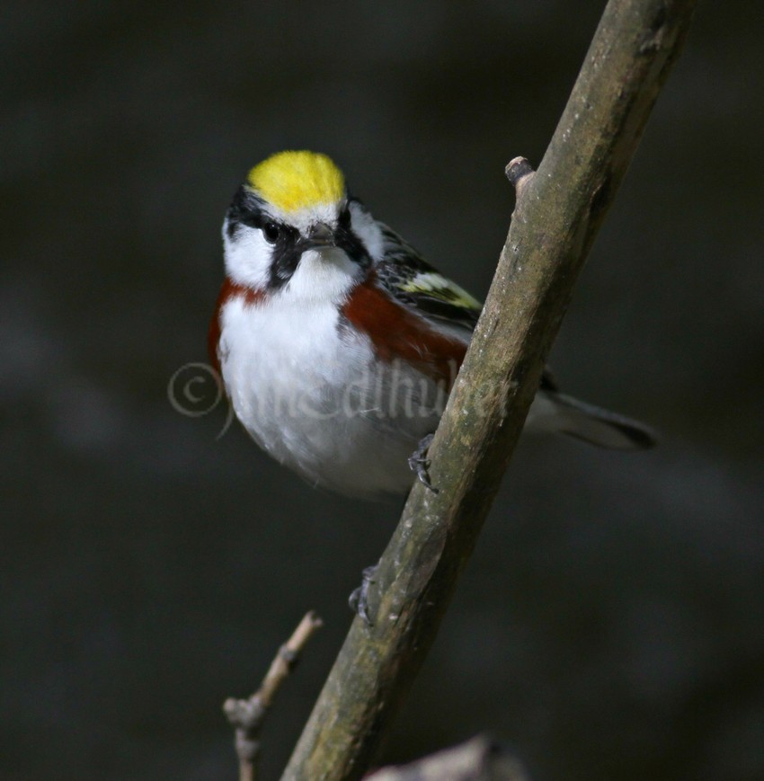 Chestnut-sided Warbler, male