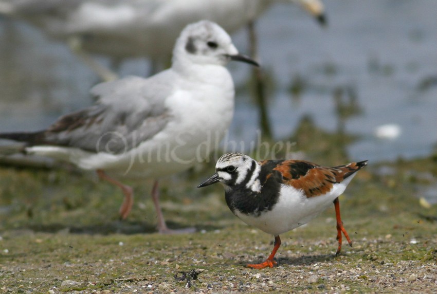 Ruddy Turnstone with a Bonaparte's Gull, size comparison image