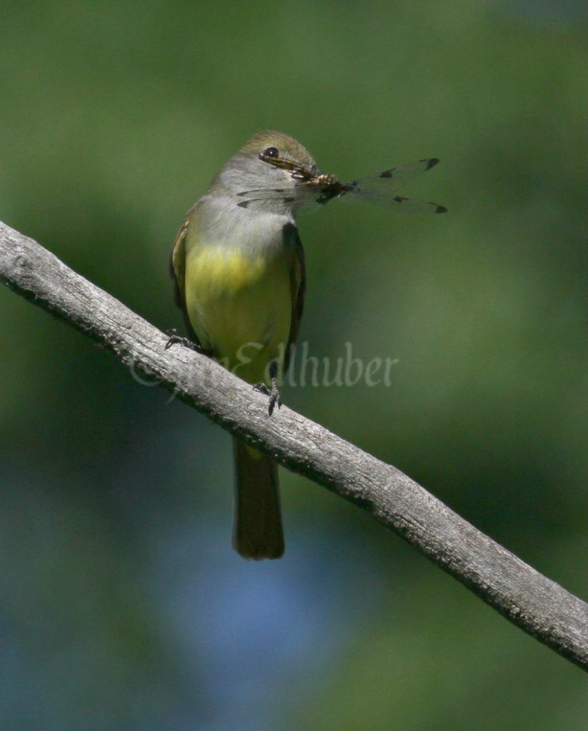 Great Crested Flycatcher with a Twelve-spotted Skimmer