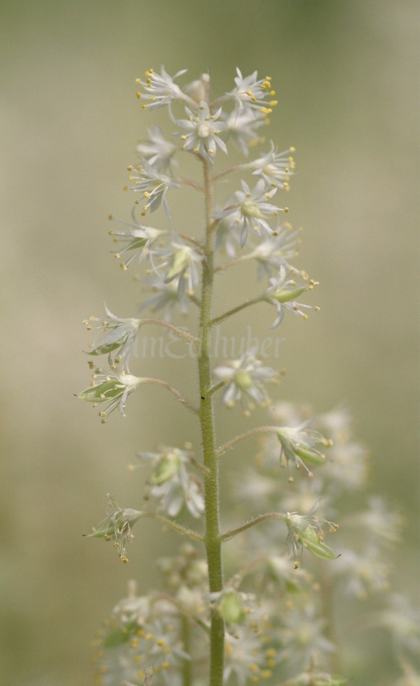 Foamflower, Tiarella cordifolia