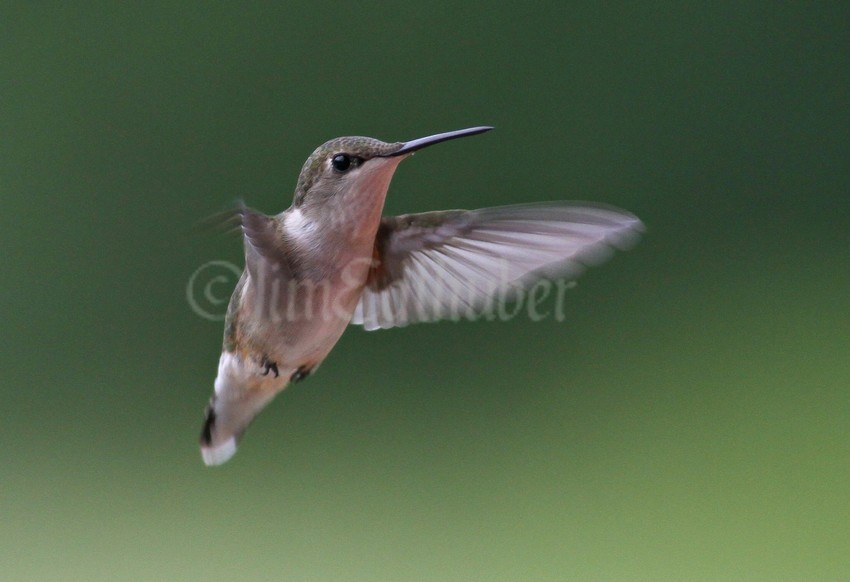 Ruby-throated Hummingbird, female