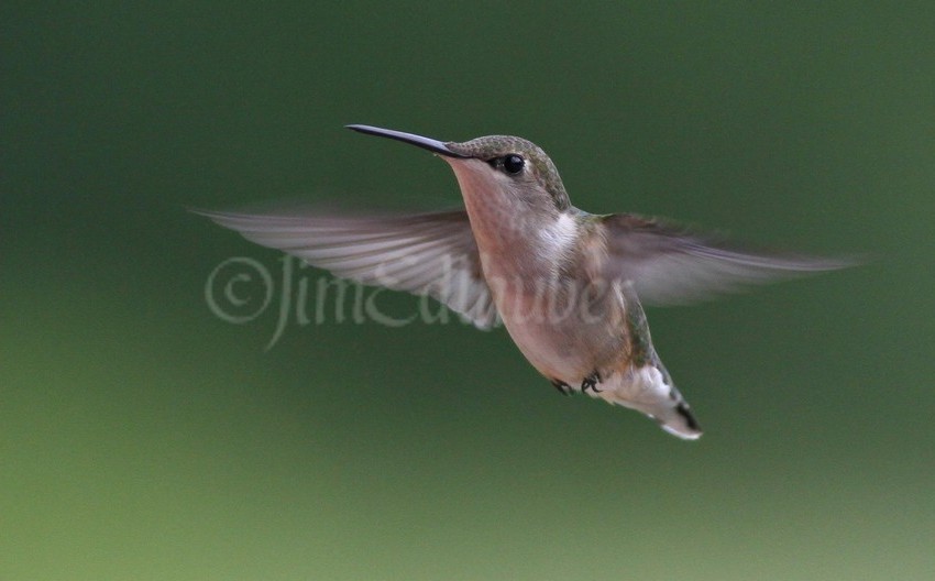 Ruby-throated Hummingbird, female