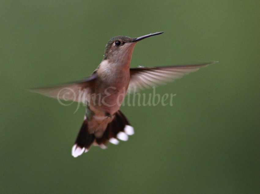 Ruby-throated Hummingbird, female