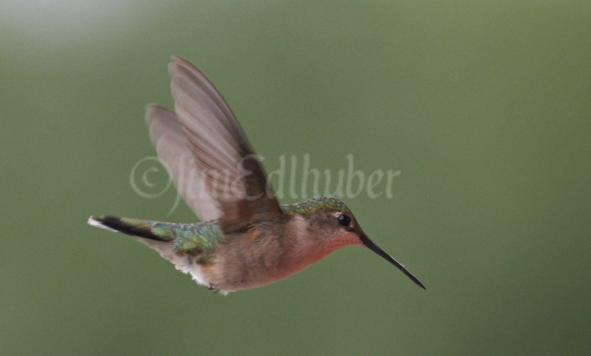 Ruby-throated Hummingbird, female