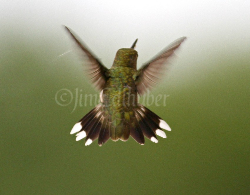 Ruby-throated Hummingbird, female, blurry back view