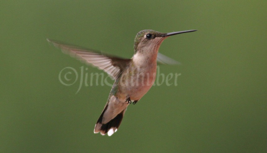 Ruby-throated Hummingbird, female