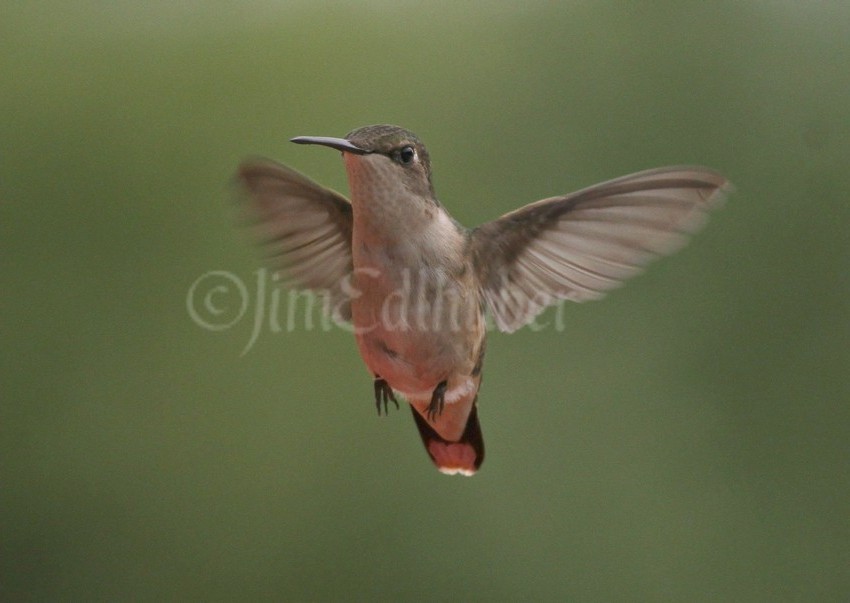 Ruby-throated Hummingbird, female