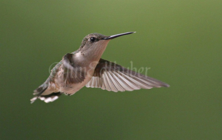 Ruby-throated Hummingbird, female