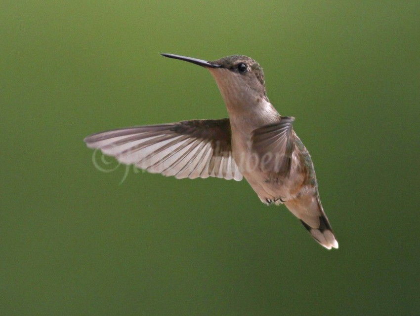 Ruby-throated Hummingbird, female