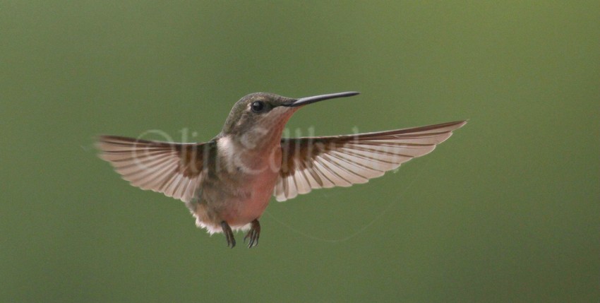 Ruby-throated Hummingbird, female