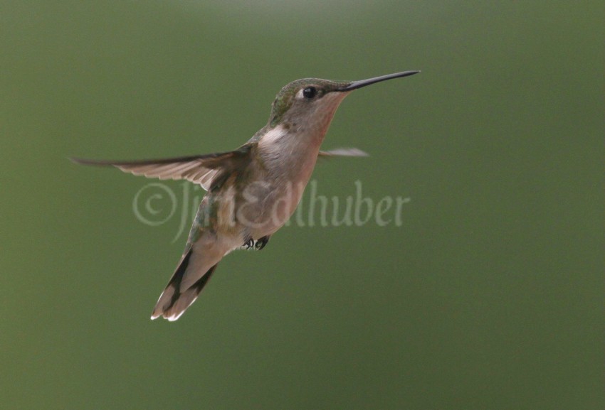 Ruby-throated Hummingbird, female