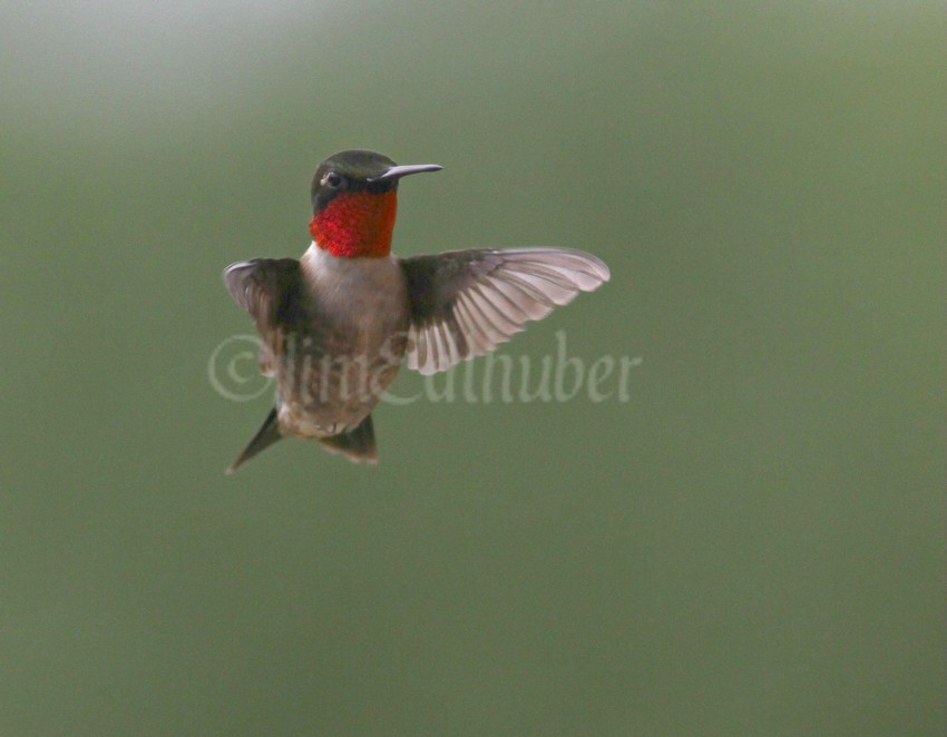 Ruby-throated Hummingbird, male