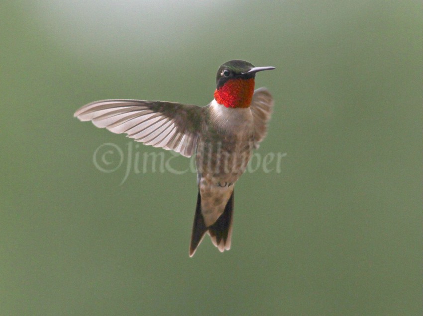 Ruby-throated Hummingbird, male