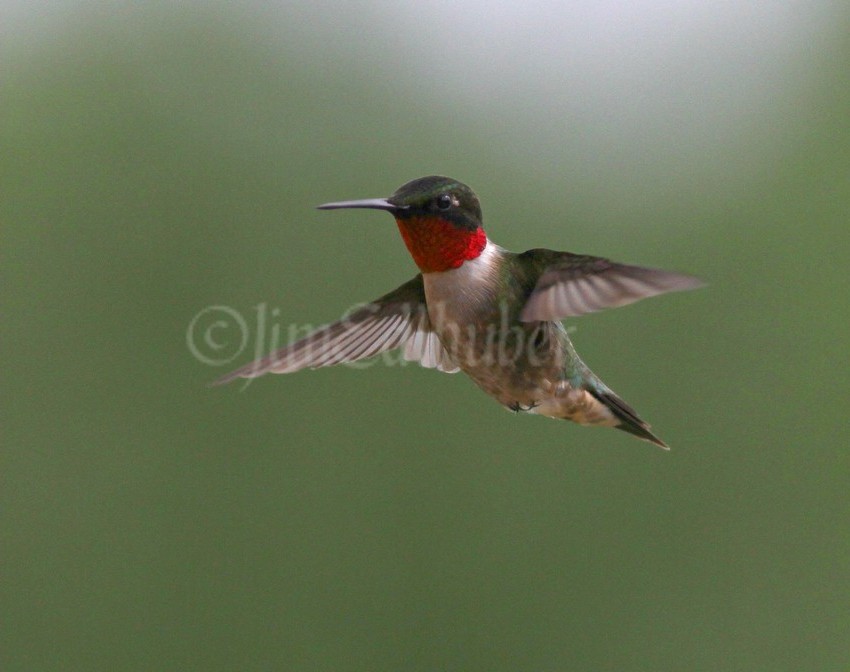 Ruby-throated Hummingbird, male