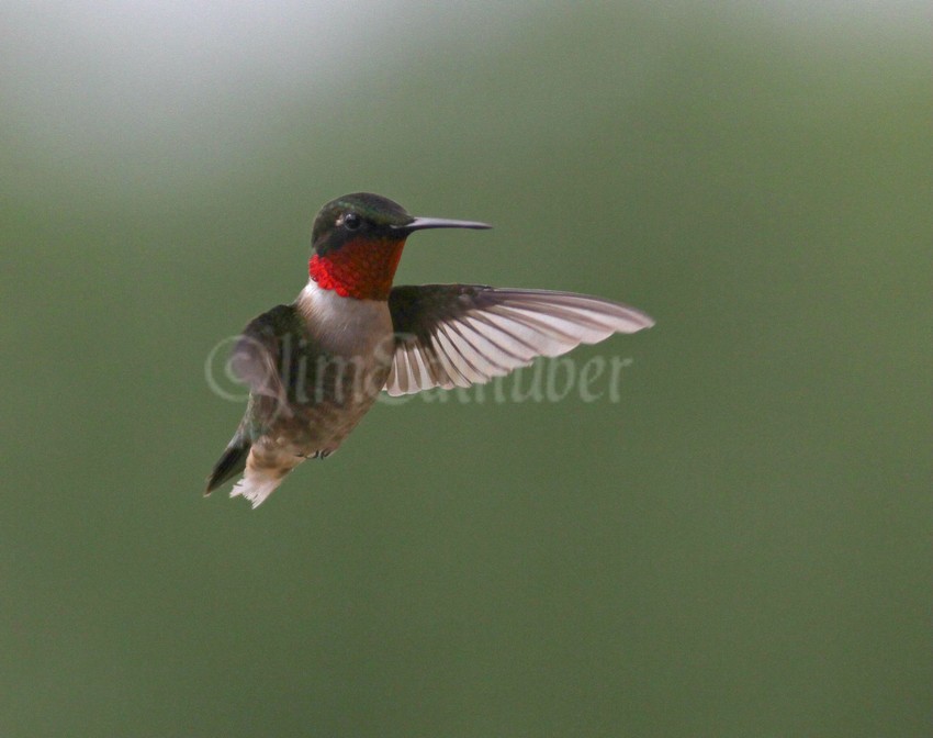 Ruby-throated Hummingbird, male