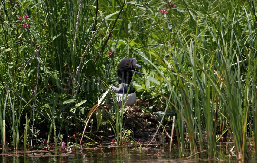 Common Loon, adult on nest