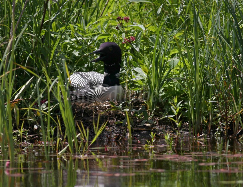 Common Loon, adult on nest