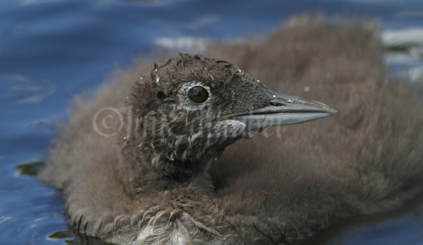 Common Loon, chick