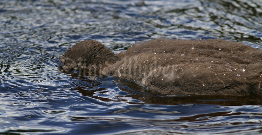 Common Loon, chick in search of food in shallow water, just like the adults taught them them