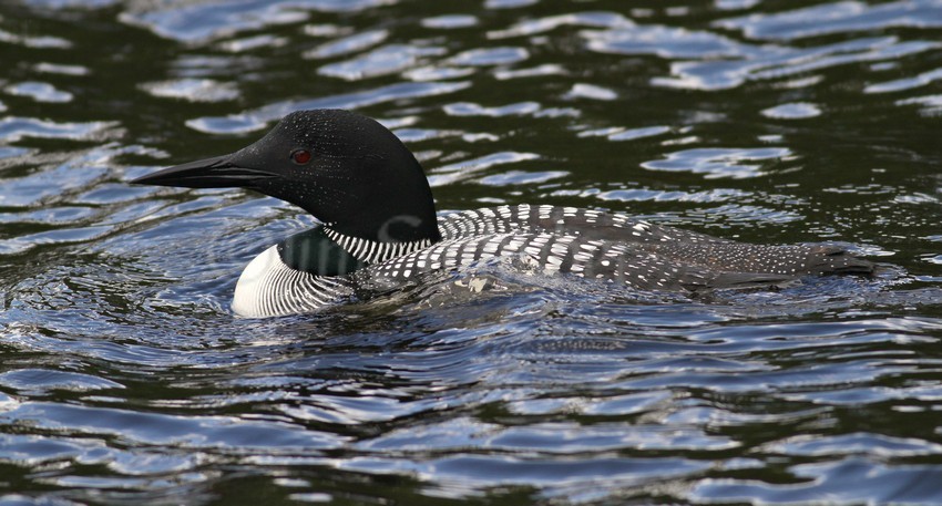 Common Loon, adult