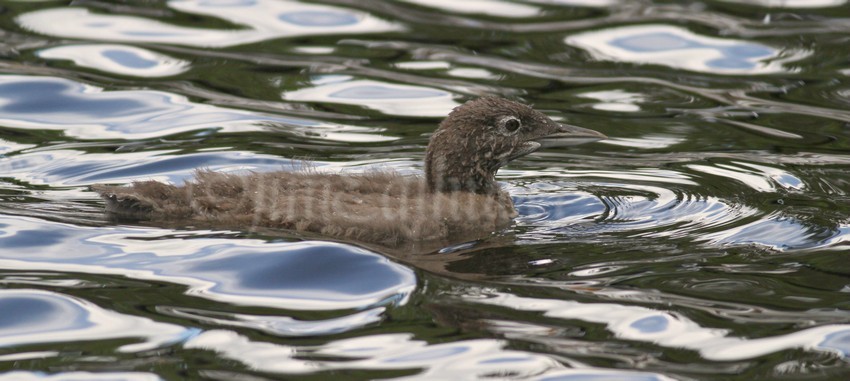 Common Loon, chick