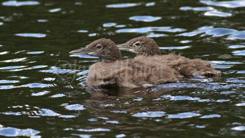 Common Loon, chicks