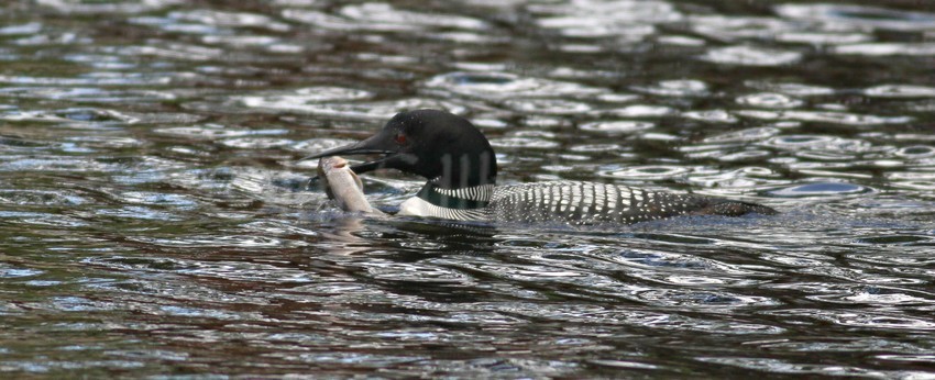 Common Loon, adult bringing a fish to the chicks