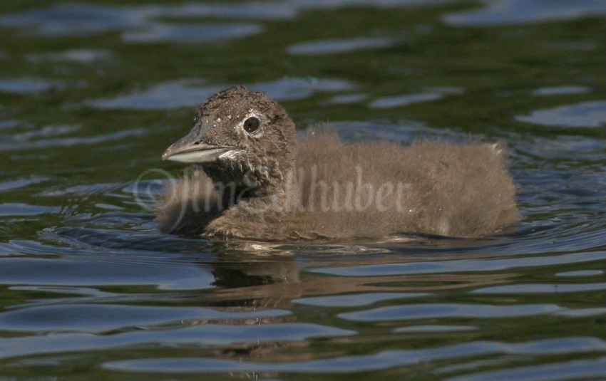 Common Loon, chick