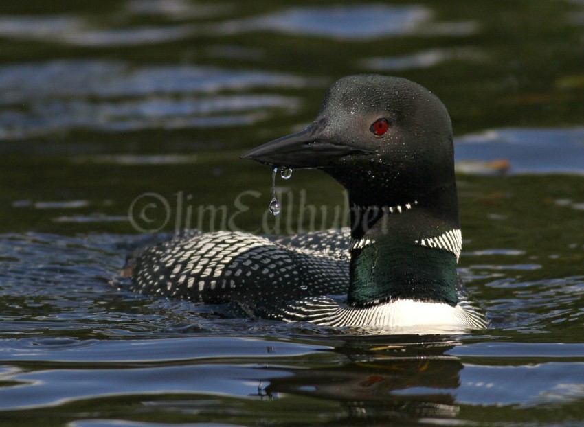 Common Loon, adult