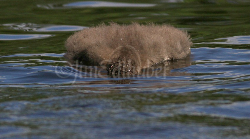 Common Loon, chick in search of food in shallow water, just like the adults taught them them