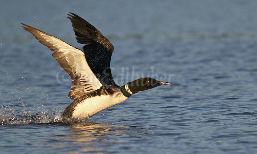 Common Loon, adult taking off