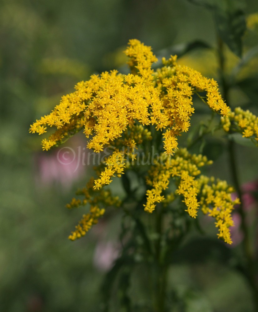 Early Goldenrod, Solidago juncea