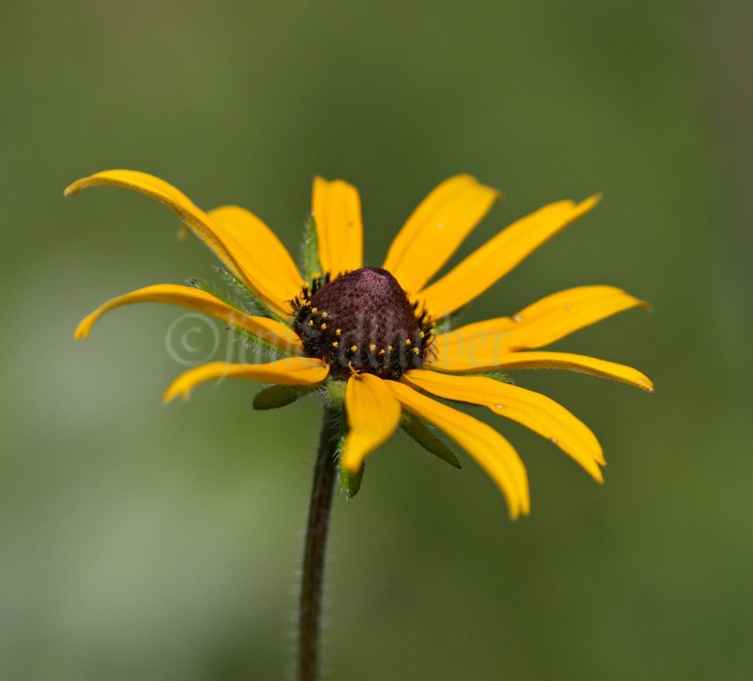 Blackeyed Susan, Rudbeckia hirta