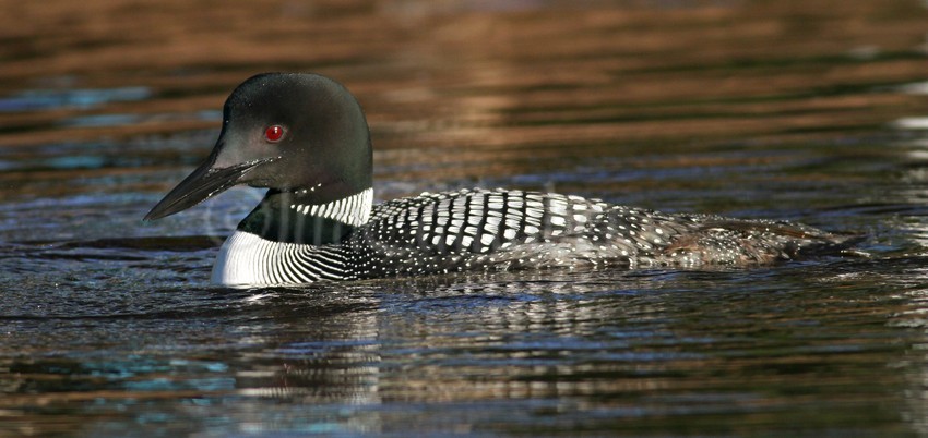 Common Loon, adult