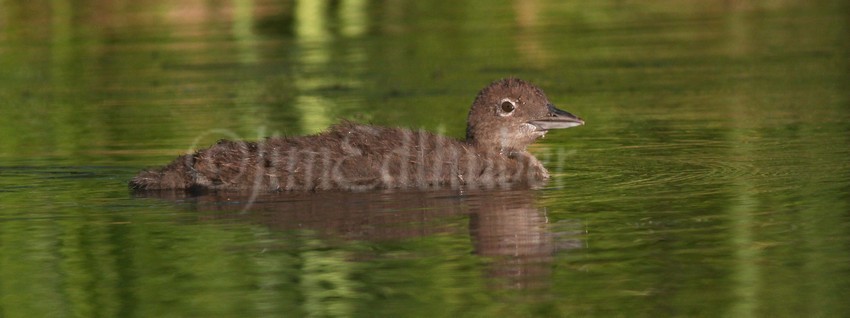 Common Loon, chick