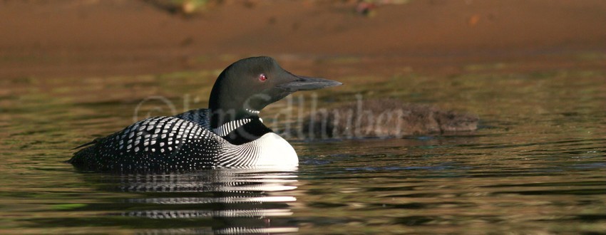 Common Loon, adult