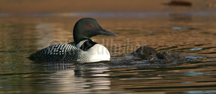 Common Loon, adult